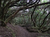 E, Santa Cruz de Tenerife, Tequeste, Anaga 6, laurel cloud forest, Saxifraga-Dirk Hilber